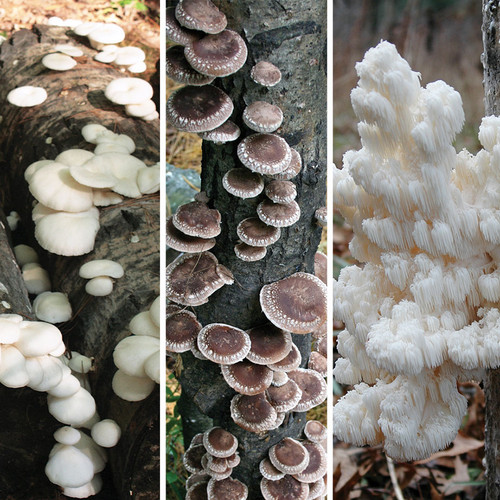 Mushroom Spawn - Plug Spawn - Mixed Mushroom Variety - Field