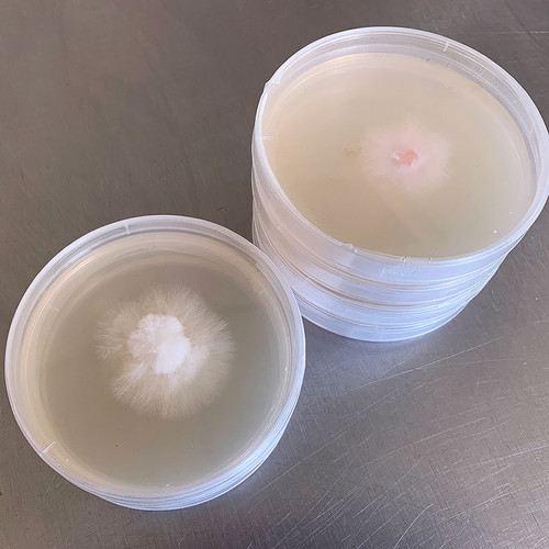 P.Pegasus spore 小型 Grow Indoors - Master Cultures - Plate Cultures - Field & Forest