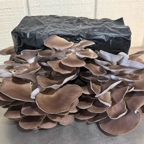 Large clusters of Italian Oyster mushrooms growing on a ready-to-fruit kit.