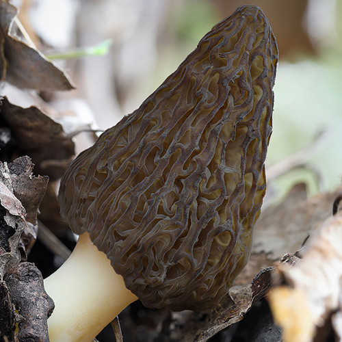 Closeup of a Morel mushroom growing within bed.