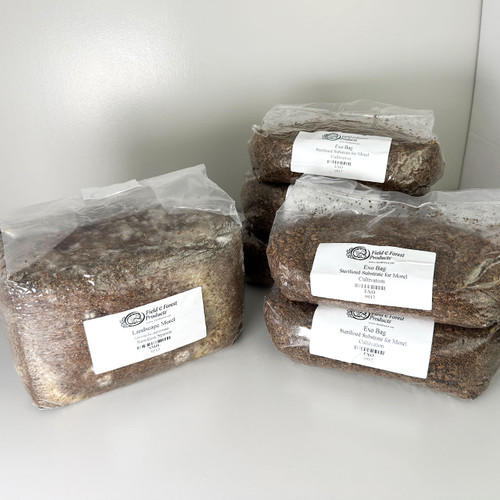 Morel sawdust spawn plus 5 bags of exogenous nutrient mix to help promote mushroom development.