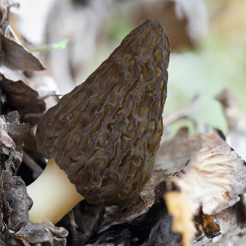 Landscape Morel shows a lot of promise in the trials to cultivating this elusive, wild-forage favorite species.