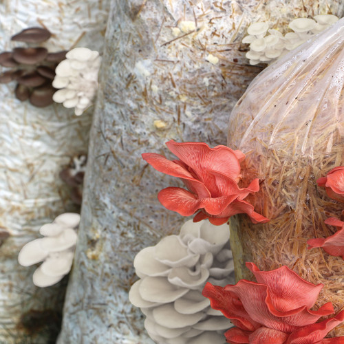 Virtual workshop about indoor growing and the environment controls needed to achieve successful harvests.