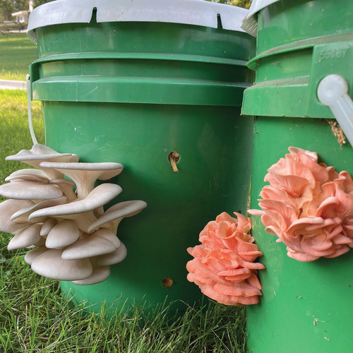 Our online seminars cover all kinds of indoor and outdoor mushroom growing topics and the all-seminar pass includes all 11!