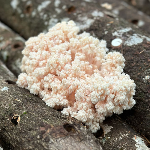 Closeup of a fully developed Coral Tooth mushroom cluster growing on logs.