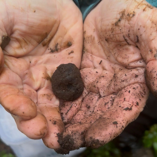 A freshly found and harvested precious truffle mushroom.