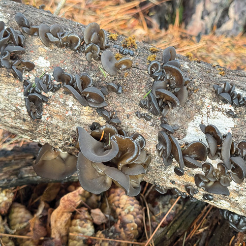 Twisted dark and frosted Wood Ear mushroom clusters growing down the length of a sugar maple log.