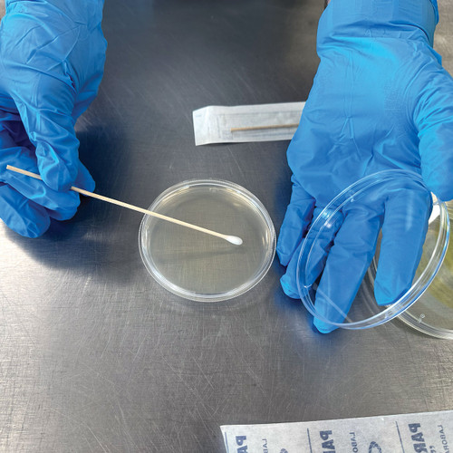 Smearing a microbe sample across an agar plate with a sterile swab before sealing it with the parafilm.
