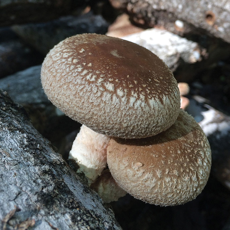 Bulochka shiitake mushrooms shaped like a bun.