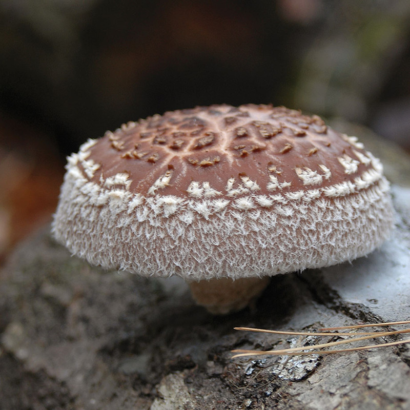 A hero shot of miss happiness shiitake growing on a log.