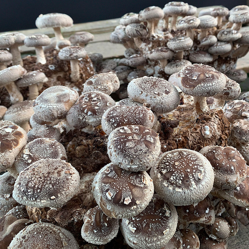 Shiitake 8-Block Set loaded with fully developed mushrooms.