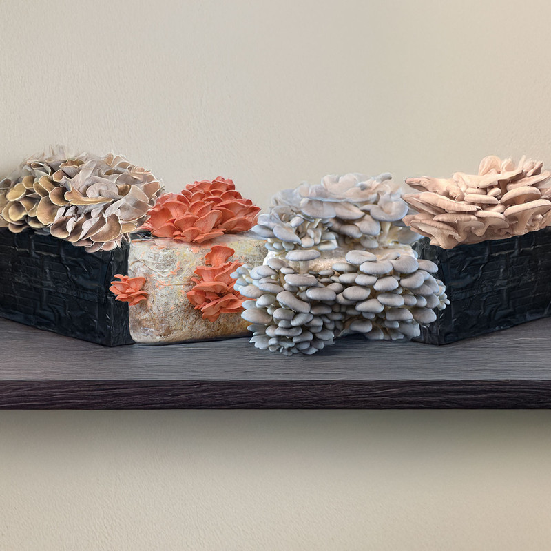 Mushrooms of Many Colors Oyster 8-Block Set includes 2 blocks each of Grey Dove™, Pink, PoHu™, and Italian Oyster.