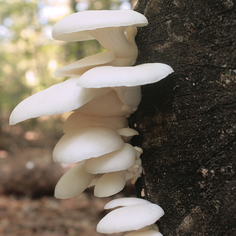 Summer White Oyster mushrooms growing vertically on a log.