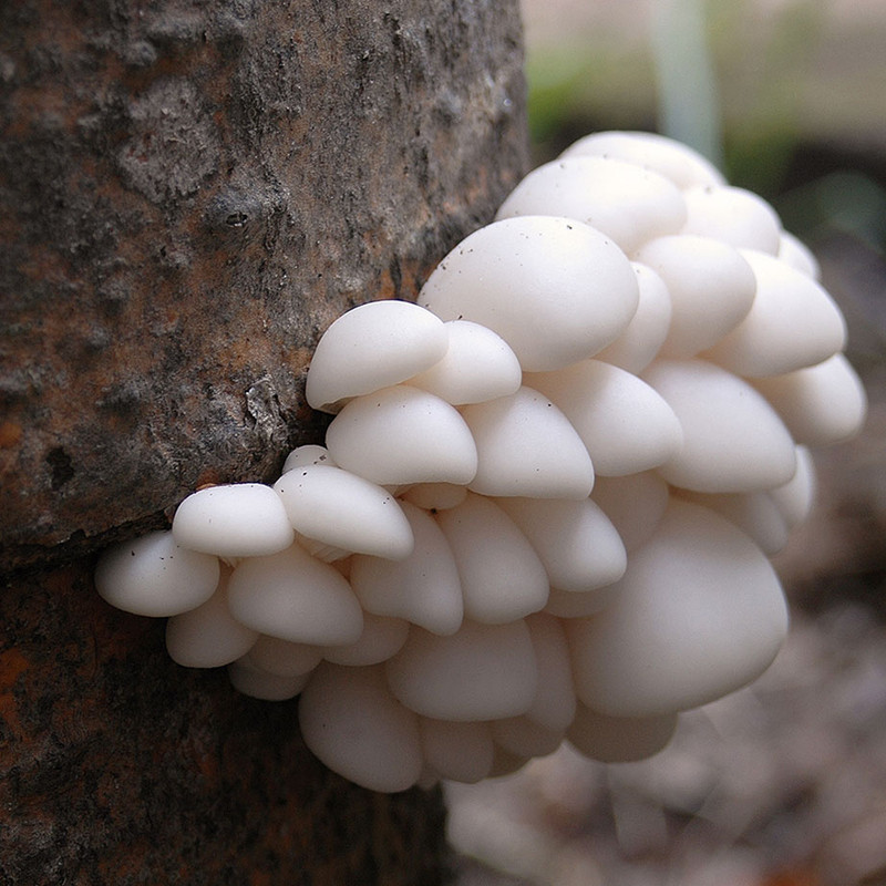 A cluster of Polar White oyster mushrooms growing from a log.