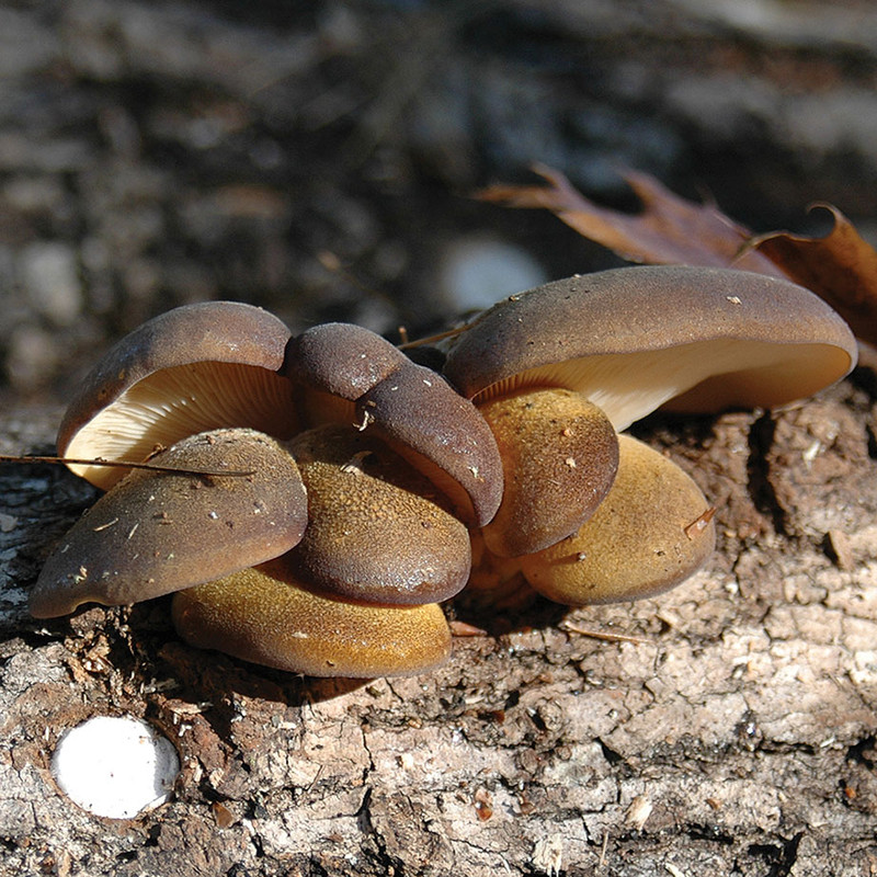 A side view of a cluster of Olive Oysterling growing on a log.