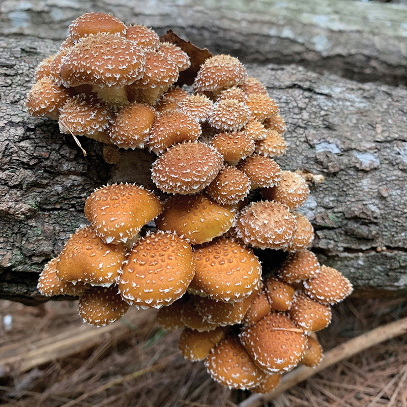 A cluster of orange chestnut mushrooms on a log.