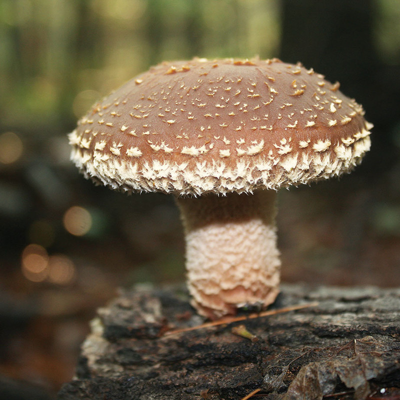 A singular ornate Beltane Shiitake growing on a log.