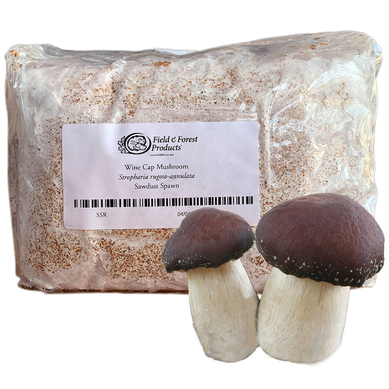 A bag of Wine Cap sawdust spawn and Wine Cap mushrooms in the foreground.