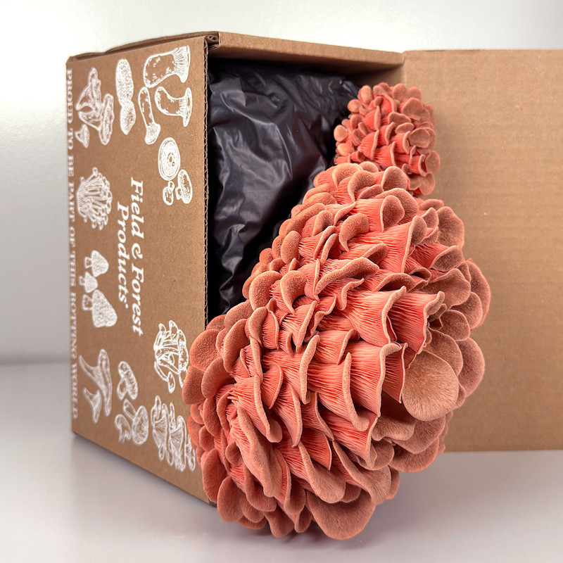 Ready-to-fruit Pink Oyster mushroom clusters ready to harvest from a Table Top Farm kit.