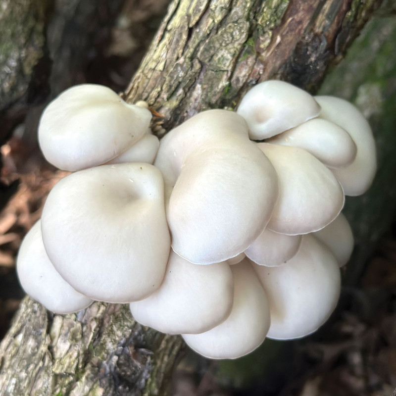 Elm Oyster mushrooms growing on a log, inoculated with our bottled sawdust spawn (enough to inoculate five logs).