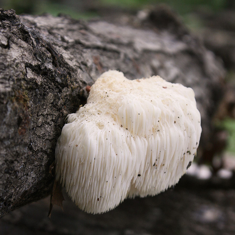 Lion's Mane mushrooms growing on a log, inoculated with our bottled sawdust spawn (enough to inoculate five logs).