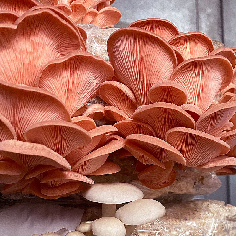 Pink oyster mushrooms growing on a block made from a DIY pellet kit