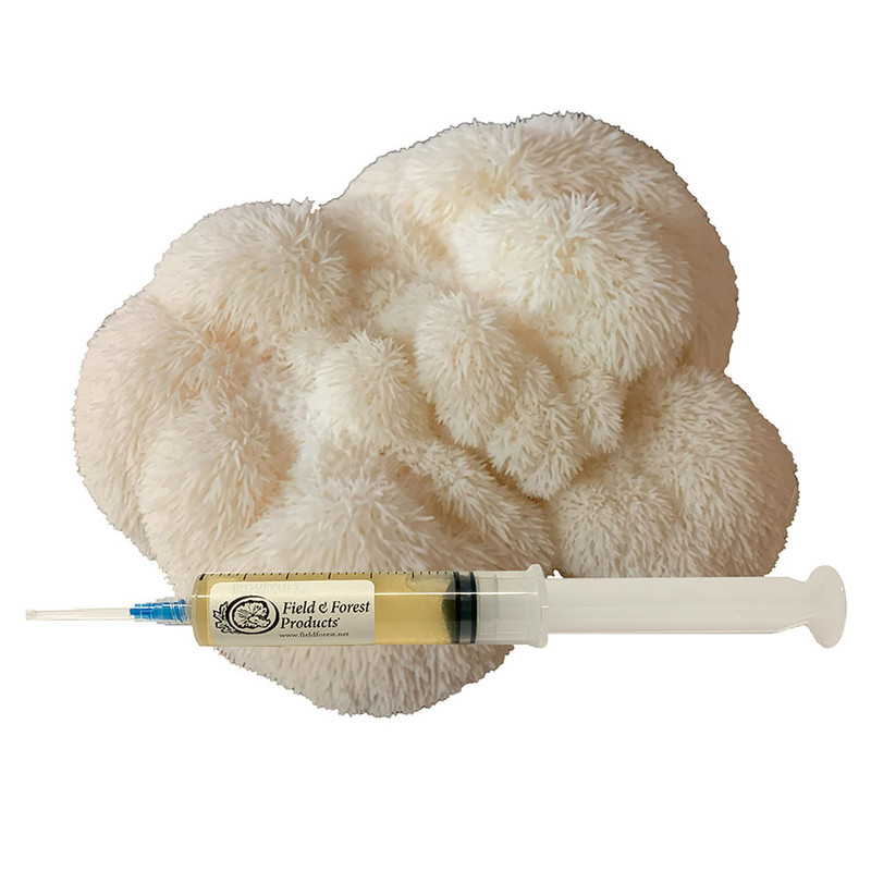 Lion's Mane (Hericium erinaceus) liquid culture for expanding into grain then using the grain to make ready-to-fruit blocks.
