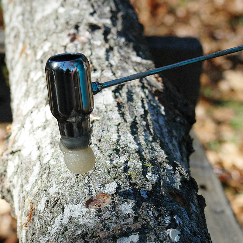 The Okuda Wax Application Tool sponge sealing an inoculation site on a mushroom log