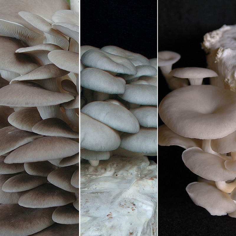 Grow a spectrum of Oyster mushrooms on toilet paper rolls. A great kit for classroom and science fair projects. Grow a spectrum of Oyster mushrooms on toilet paper rolls. A great kit for classroom and science fair projects.