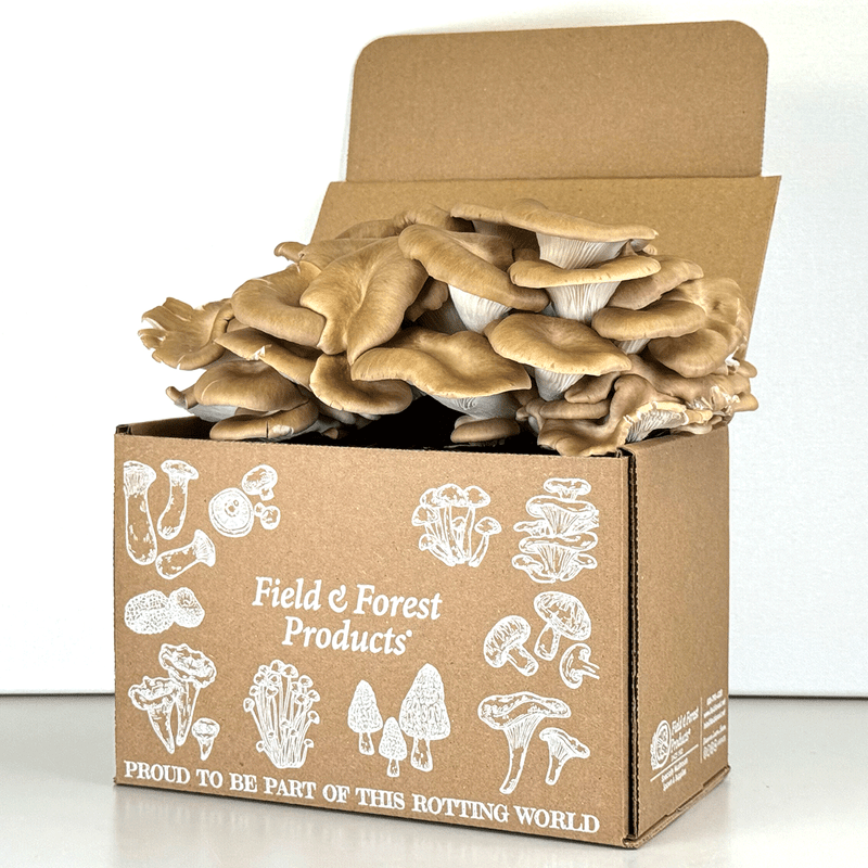 Italian oyster mushrooms on a table top farm.