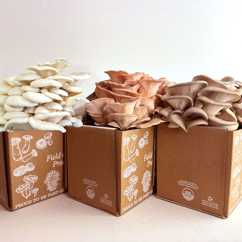 Limited Edition Special: Oyster Trio Table Top Farm Set, including Winter White, Pink, and Grey Dove™ Oyster ready-to-fruit kits.