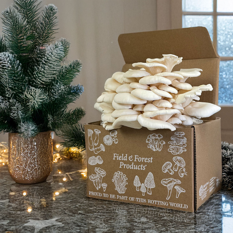 Large clusters of cool-loving Winter White Oyster mushrooms fruiting on a ready-to-fruit box kit.