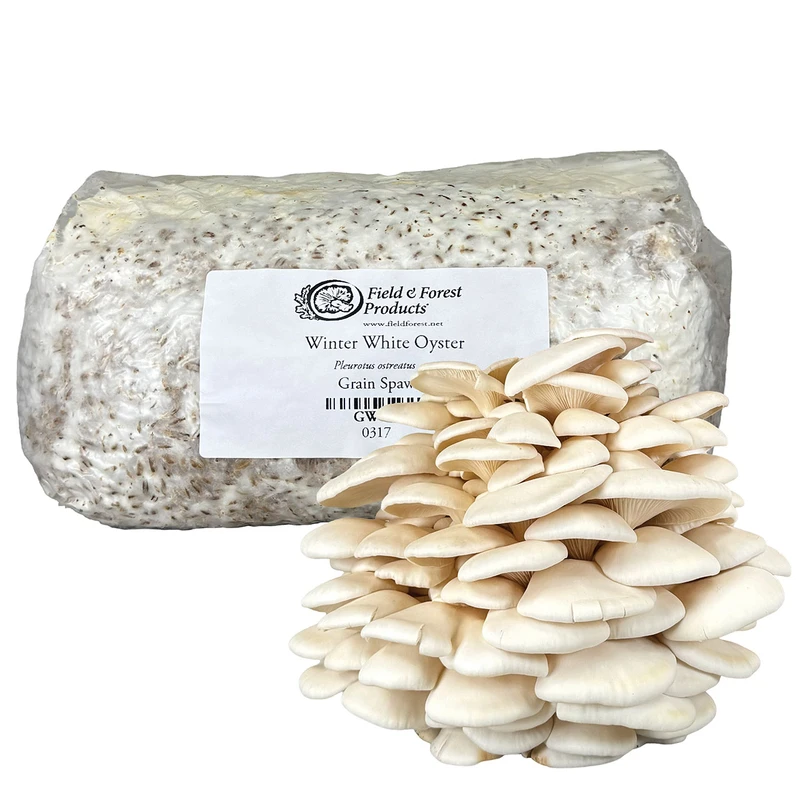 Bag of Winter White Oyster grain spawn with harvested cluster of mushrooms in front.