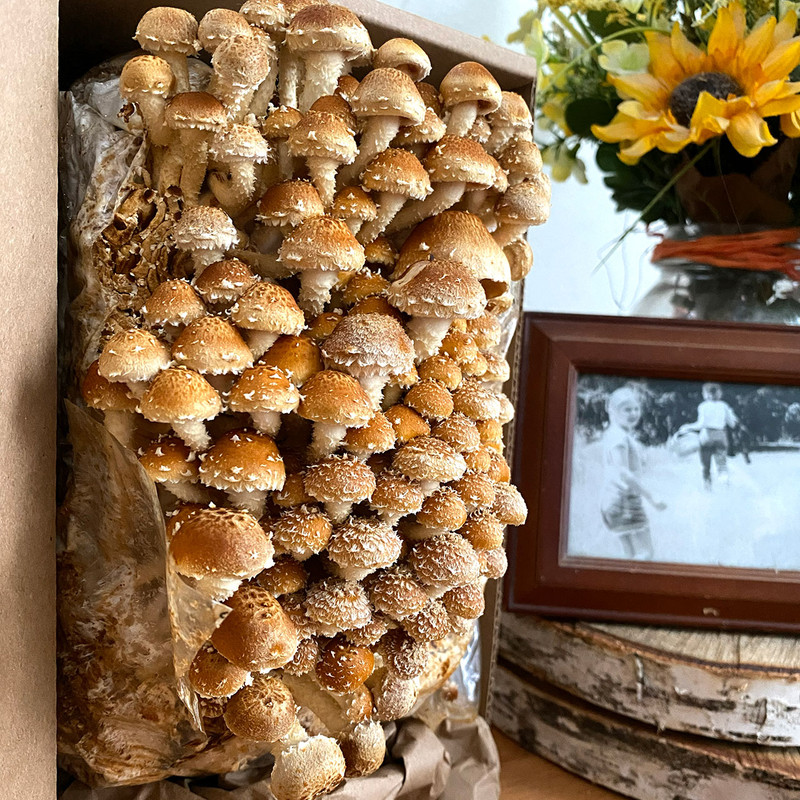 Chestnut mushrooms ready to be harvested from a ready-to-fruit Table Top Farm.