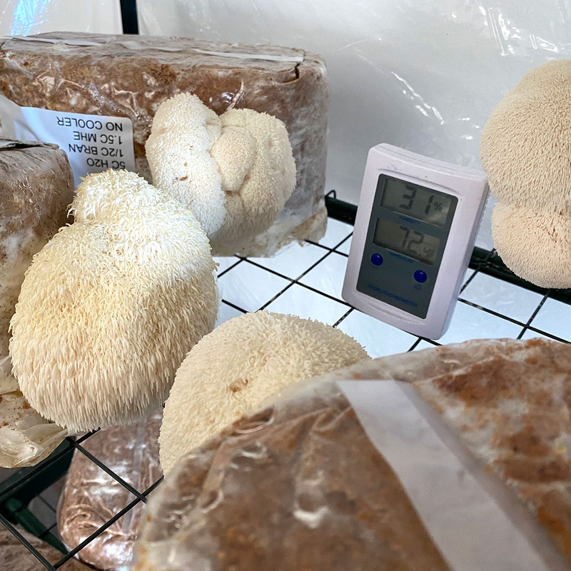 Virtual workshop about indoor growing, from liquid spawn to ready-to-fruit mushroom block.