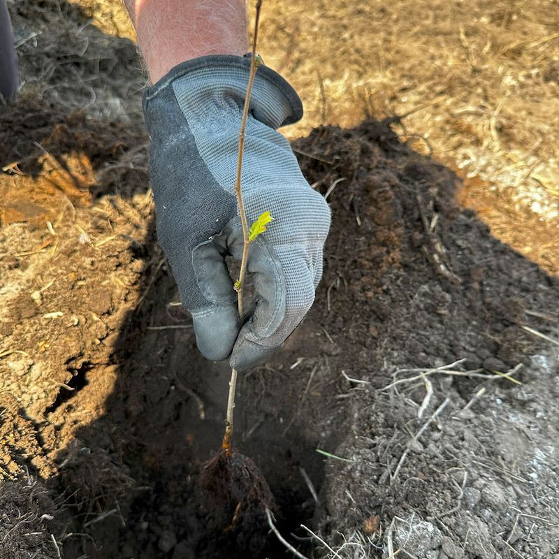 Planting a young truffle tree seedling at Field and Forest Products.