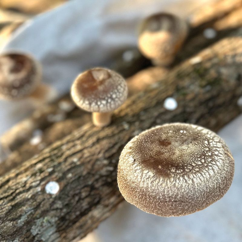 Ketsuro™ Shiitake's large, round, symmetrical shiitake caps growing on logs and ready to pick.