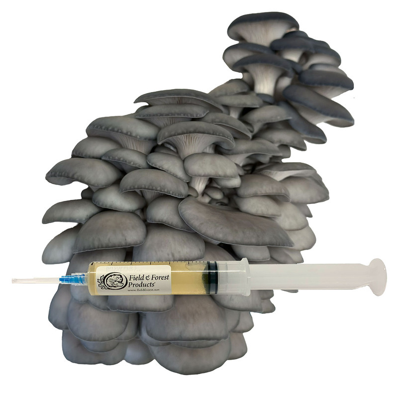 Blue Oyster liquid culture is used for expanding into grain to make fruiting blocks or to inoculate your own substrate.