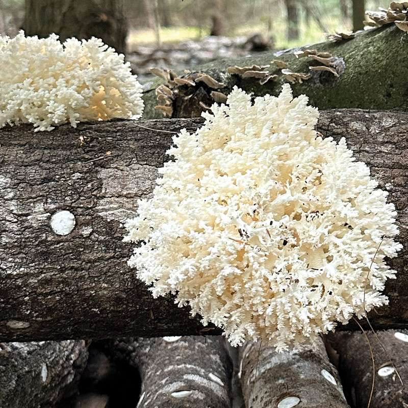 Large Coral Tooth mushroom cluster fruiting on inoculated logs.
