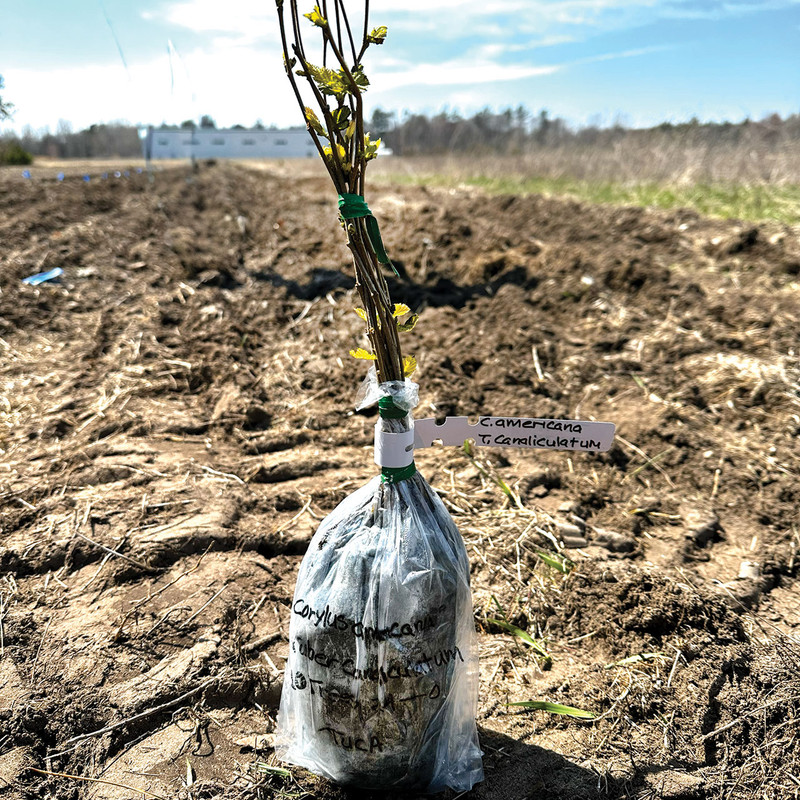 A truffle tree seedling, waiting its turn to be planted in our truffle orchard at Field and Forest Products!
