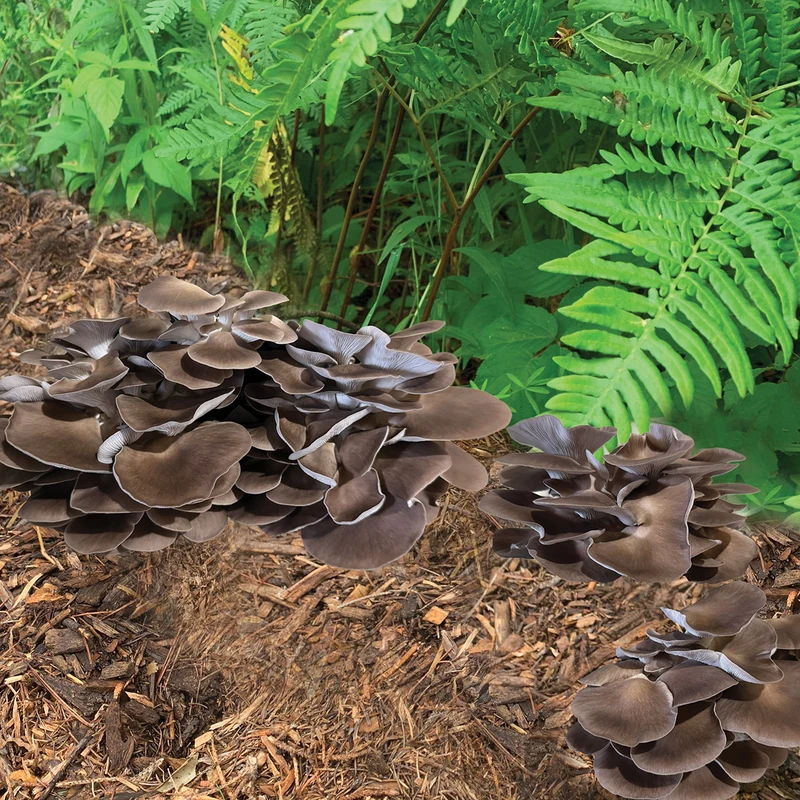 Italian Oyster clusters ready to harvest from mushroom blocks planted in outdoor beds.
