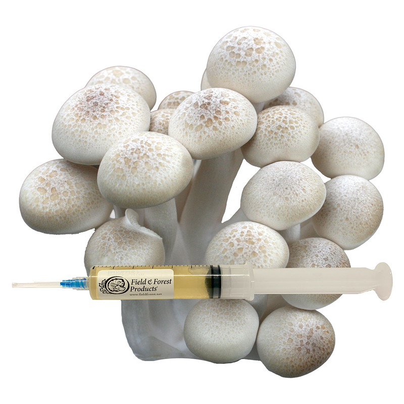 Beech mushroom liquid culture is used for expanding into grain to make fruiting blocks or to inoculate your substrate.