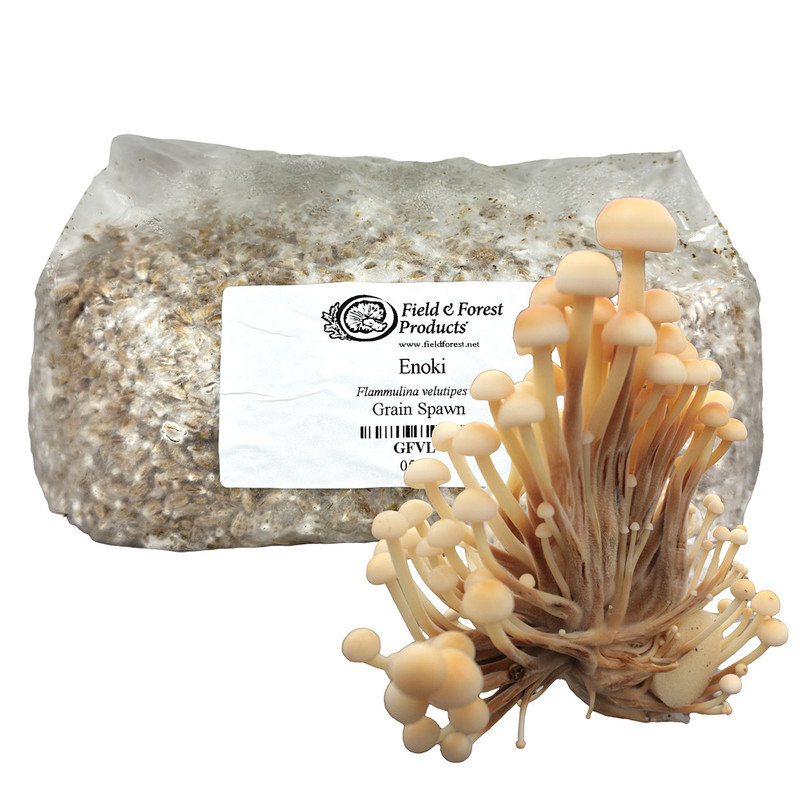 Bag of Enoki grain spawn with a delicate cluster of Enoki mushrooms in front.