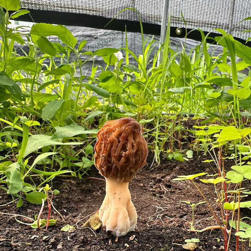 A black morel mushroom growing among leaves.