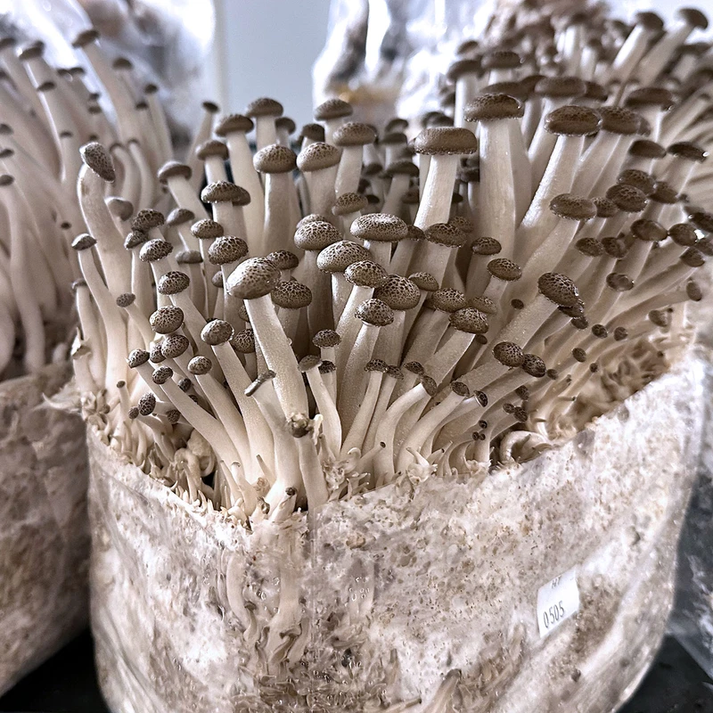 Heavily fruiting Beech mushroom ready-to-fruit block, part of an 8-block set.