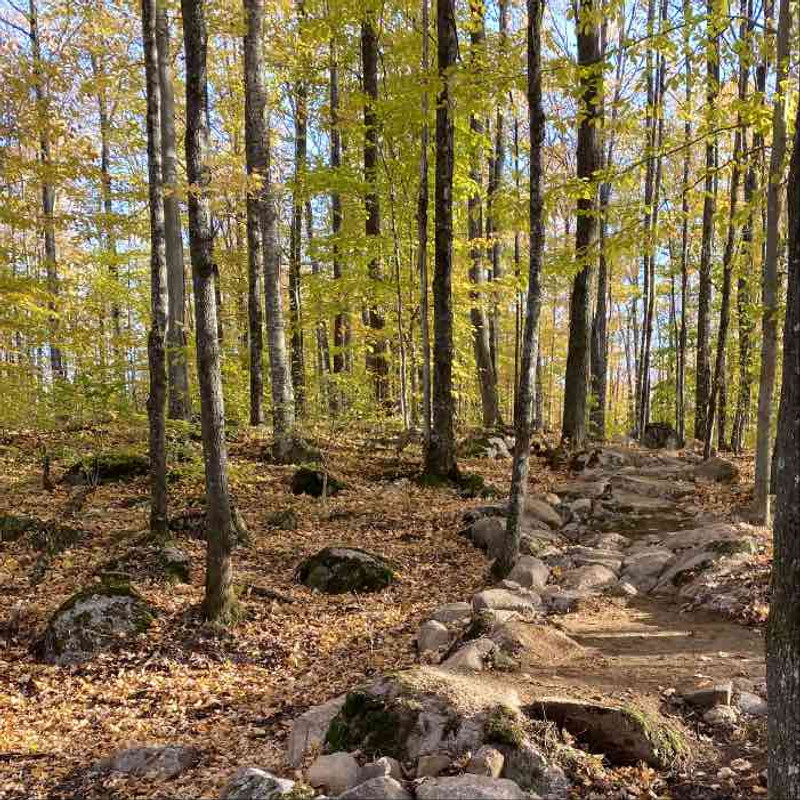 Can you Grow Mushrooms on Logs Infected with Beech Bark Disease? Can you Grow Mushrooms on Logs Infected with Beech Bark Disease?