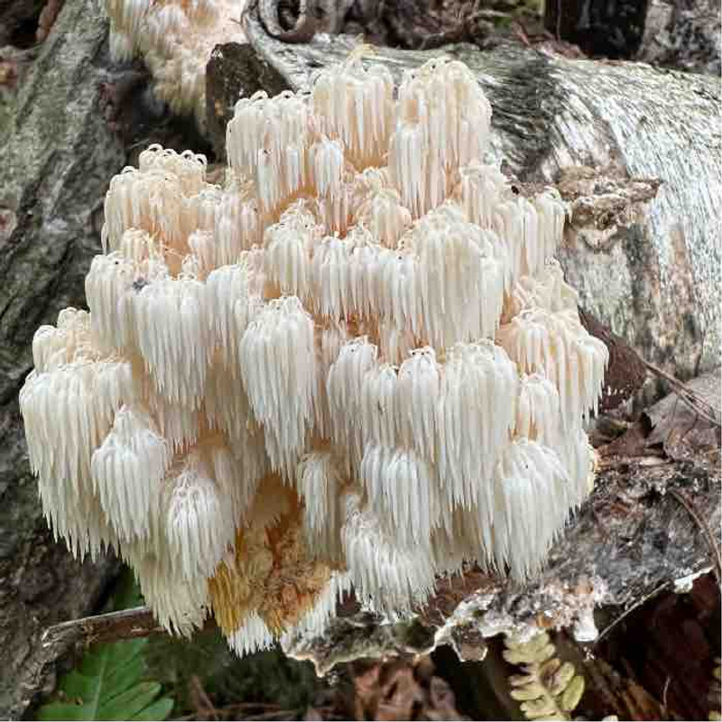 Hericium americanum - A closer look at Comb Tooth  Hericium americanum - A closer look at Comb Tooth