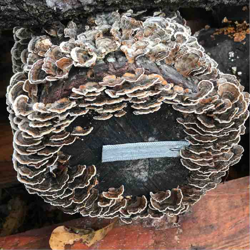Citizen Science: Turkey Tail on Sweetgum Logs Citizen Science: Turkey Tail on Sweetgum Logs