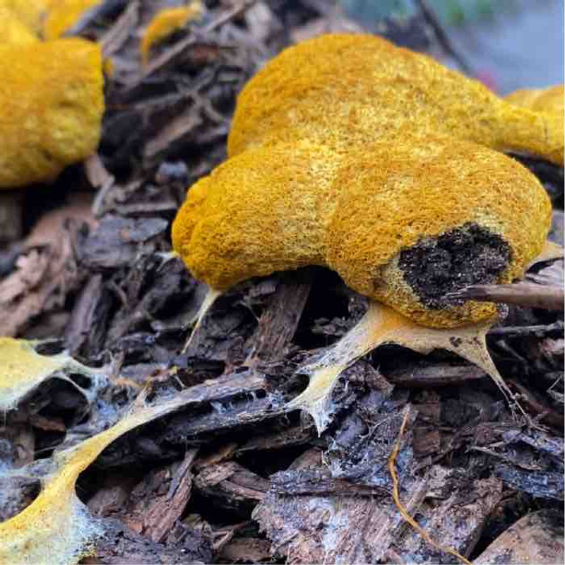 What are Those Yellow Blobs Growing on my Wood Chips? What are Those Yellow Blobs Growing on my Wood Chips?