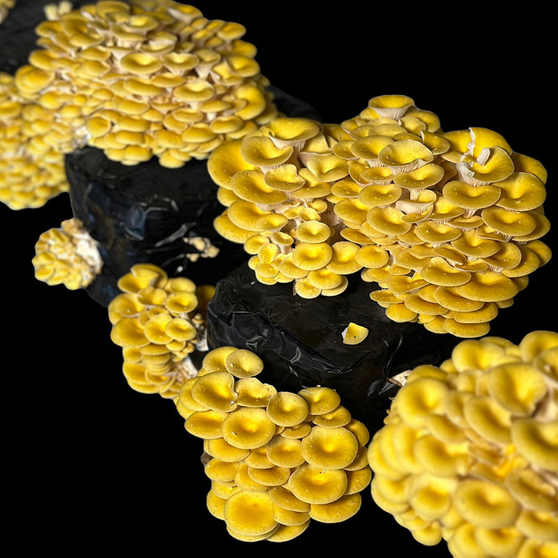 What we Know About the Invasive Nature of Golden Oyster